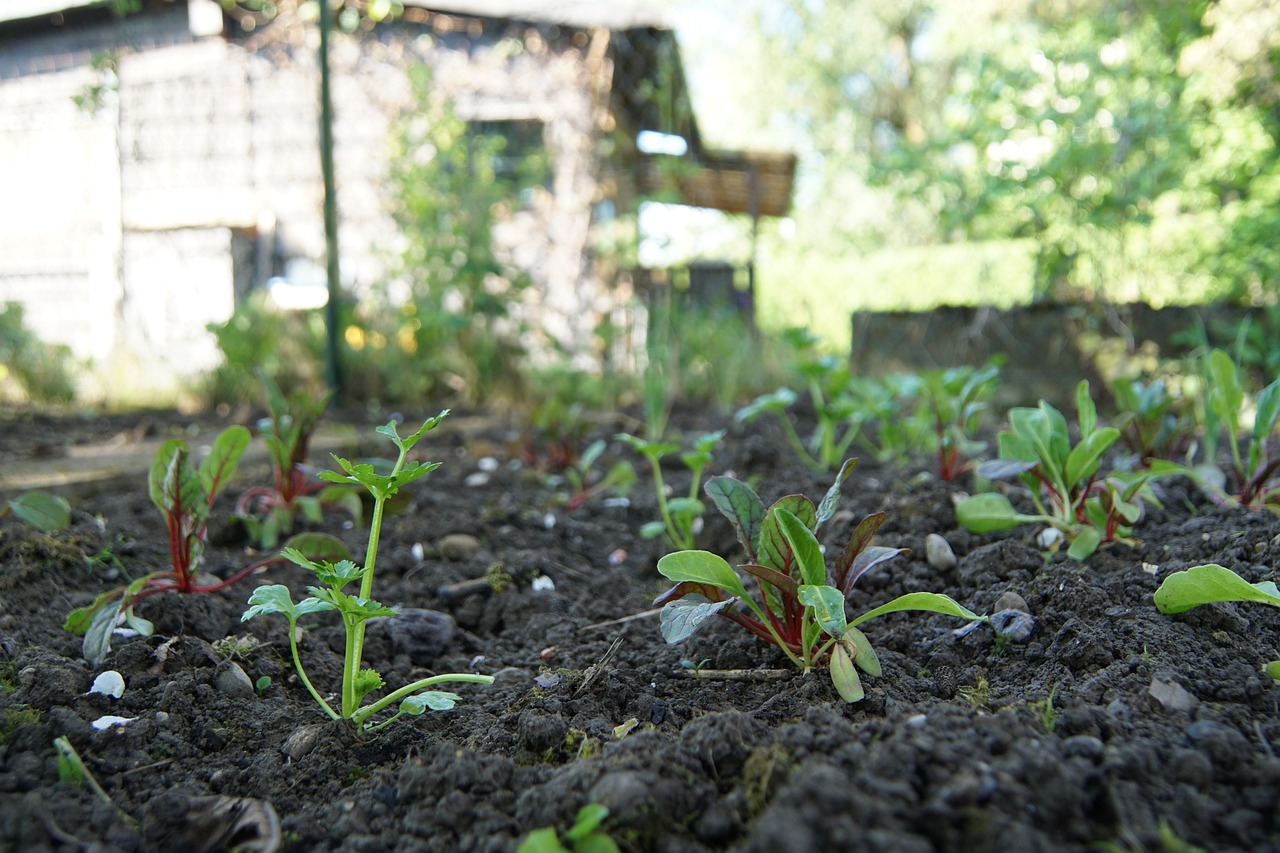 Zaailingen schieten binnen een week uit de grond: een briljante verbeteraar voor het planten van wortelen, radijsjes en uien in de tuin!