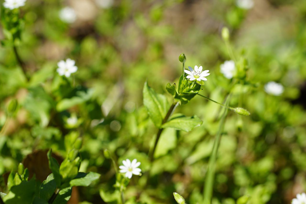 Misschien heb je het in je tuin staan en ken je deze wonderbaarlijke werking niet: dit onkruid is een redder in nood voor je botten, je bloedvaten en je huid - balanceer het met goud!