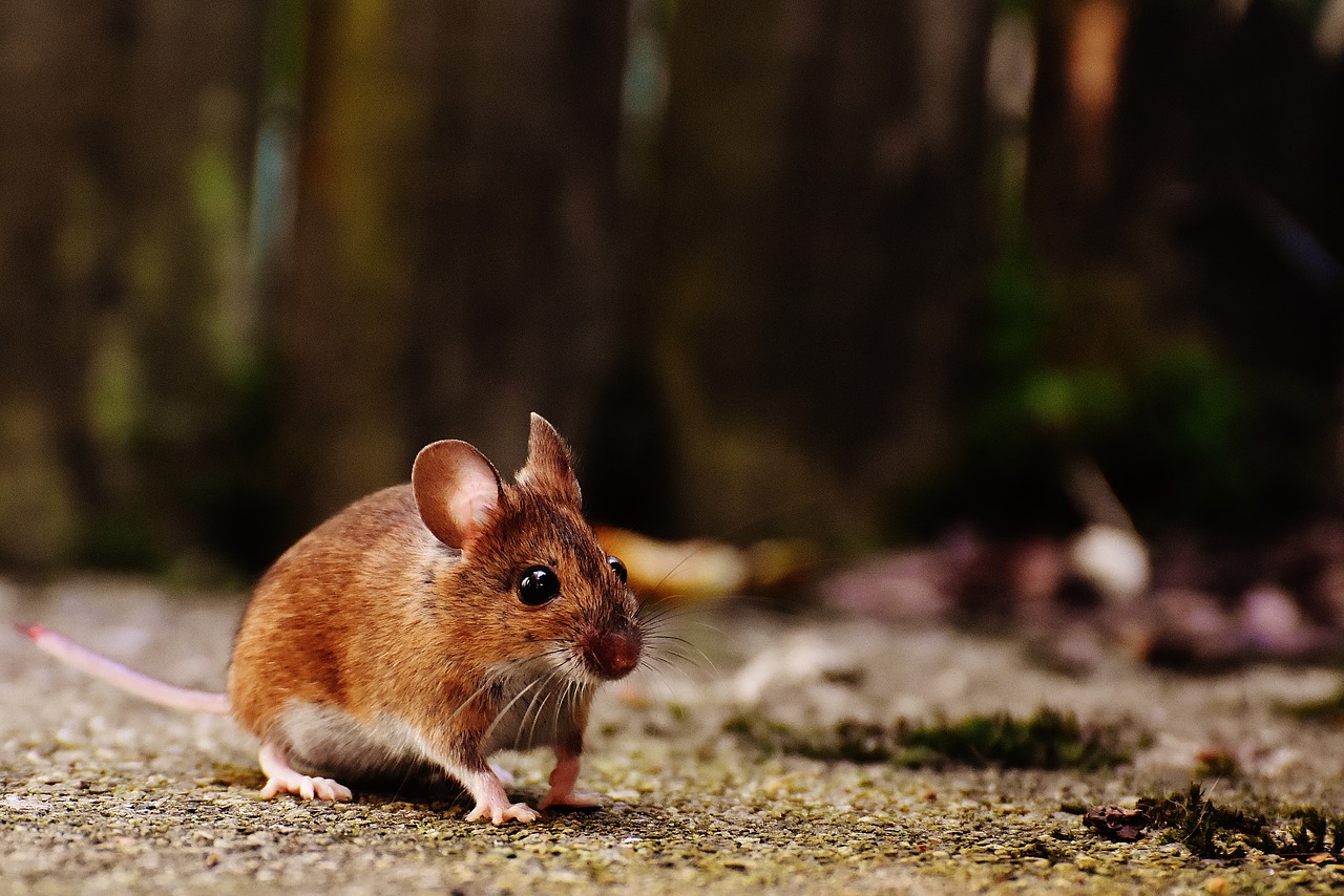 TRICK hoe je NATUURLIJK van ratten en muizen in huis afkomt met tandpasta: ze zullen niet meer in de buurt van het huis komen!