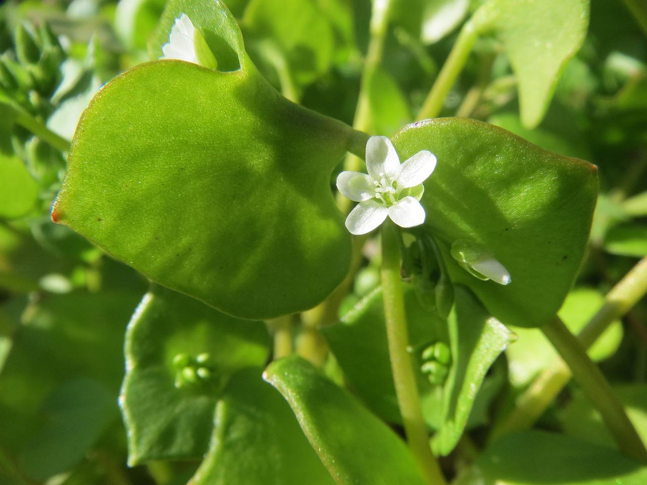 Misschien heb je het in je tuin staan en ken je deze wonderbaarlijke werking niet: dit onkruid is een redder in nood voor je botten, je bloedvaten en je huid - balanceer het met goud!