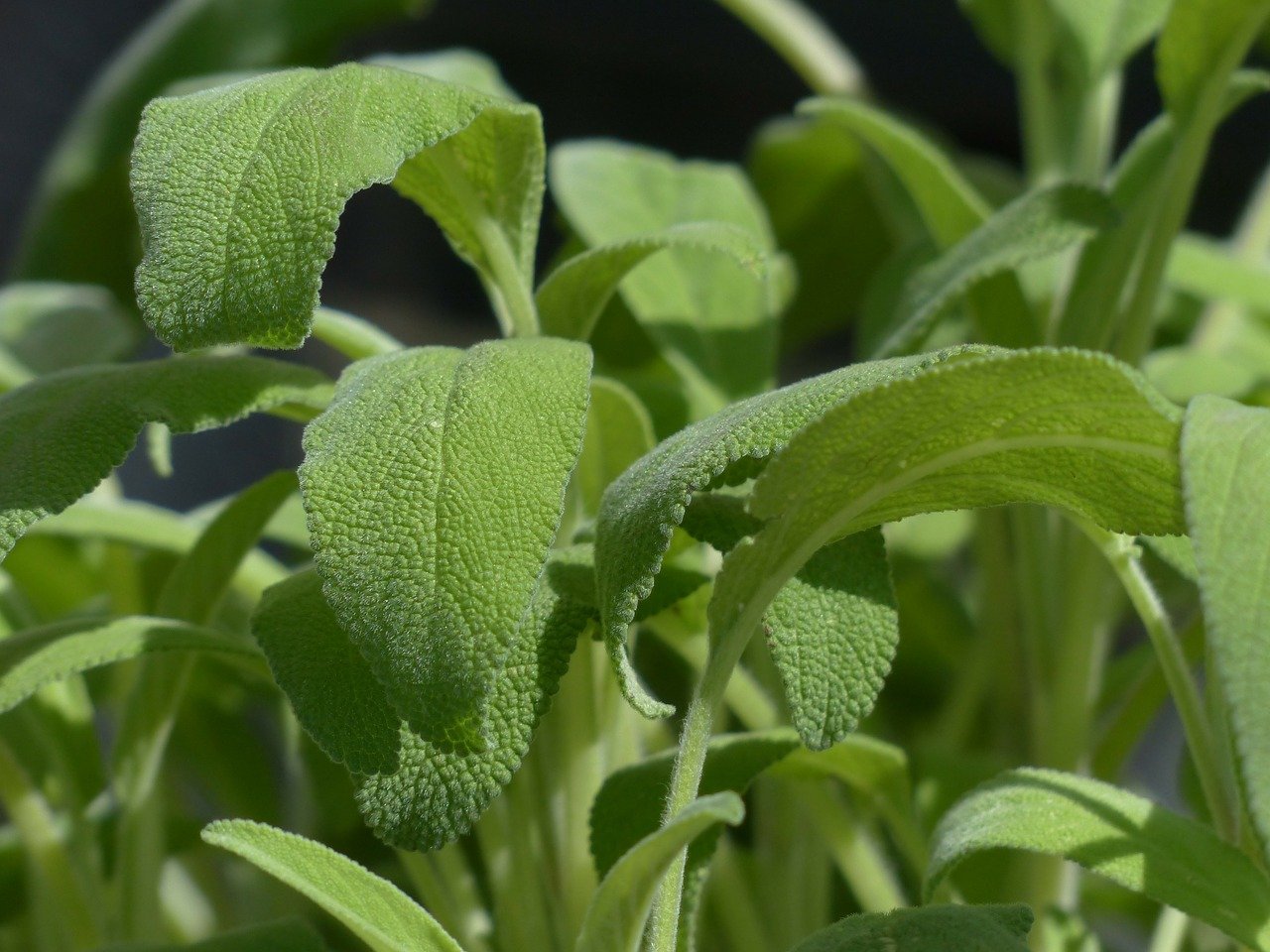 Er is maar EEN plant in de natuur die alles geneest behalve de dood, leerde mijn oma me: Niet iedereen weet het!