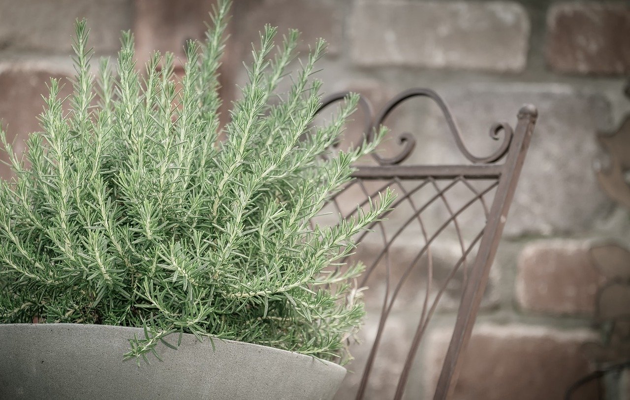 Weet je wat er gebeurt in een appartement als je DAT groen in brand steekt? Geen magie - je merkt de verandering meteen!