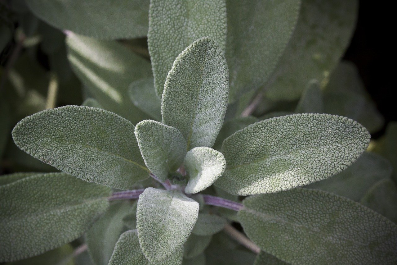 Er is maar EEN plant in de natuur die alles geneest behalve de dood, leerde mijn oma me: Niet iedereen weet het!