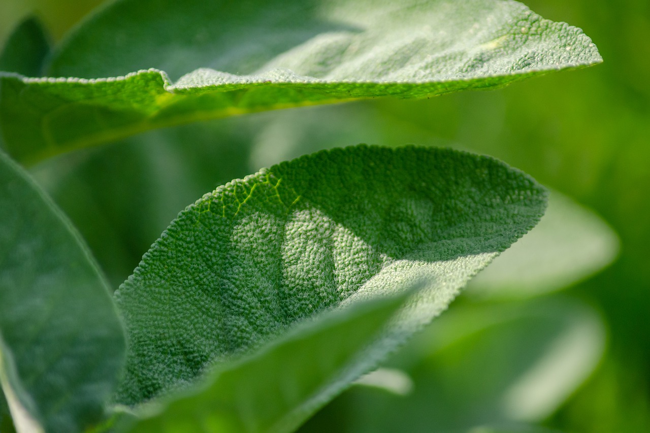 Er is maar EEN plant in de natuur die alles geneest behalve de dood, leerde mijn oma me: Niet iedereen weet het!