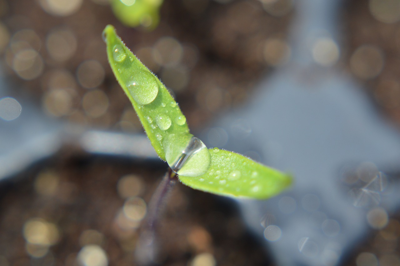 Zaailingen schieten binnen een week uit de grond: een briljante verbeteraar voor het planten van wortelen, radijsjes en uien in de tuin!