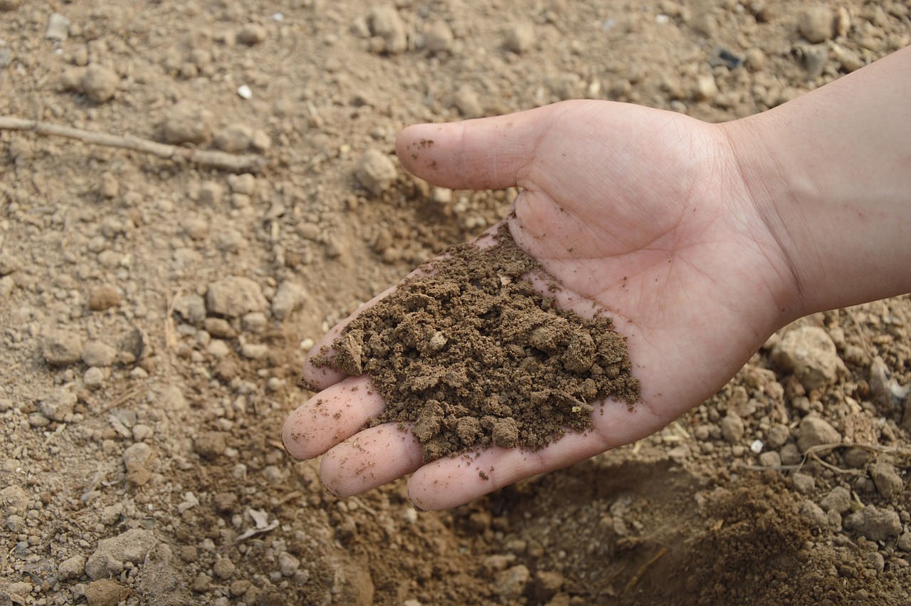 Zaailingen schieten binnen een week uit de grond: een briljante verbeteraar voor het planten van wortelen, radijsjes en uien in de tuin!