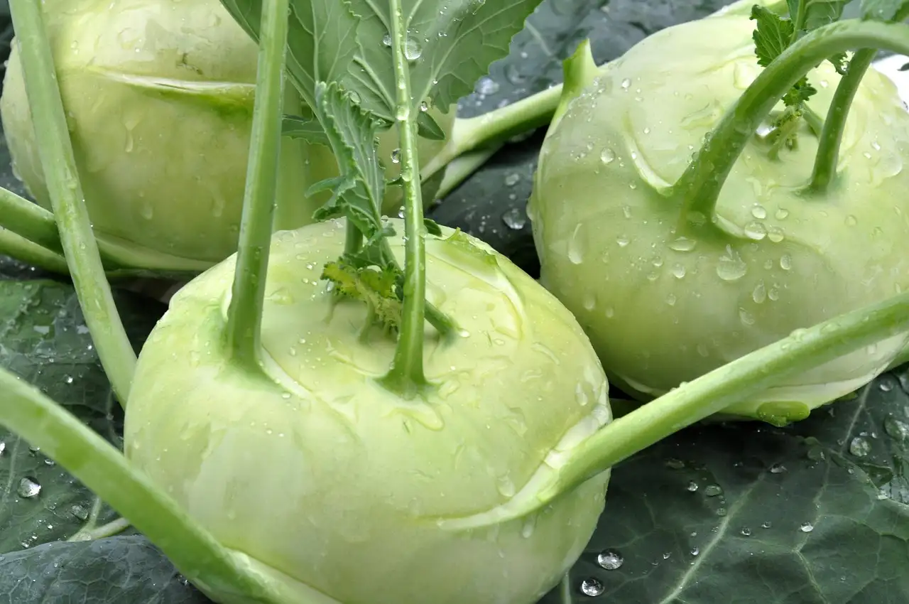 Koolrabi met kaas recept | Makkelijk & Smaakvol